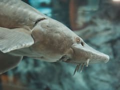 Encontró por casualidad una especie prehistórica en 2024. Dos años después, todavía nadie sabe bien qué hace en el Río de la Plata