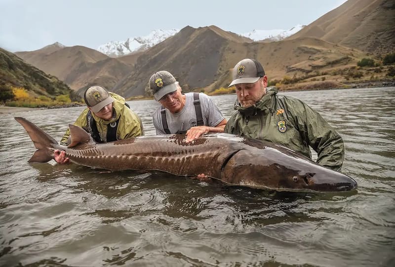 El regreso del esturión lacustre, una especie considerada un “fósil viviente” por su antigüedad evolutiva. Imagen: archivo.