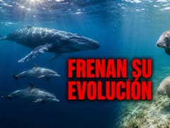 Confirmado | Dos especies de mamíferos frenaron su evolución para siempre y ya no podrán volver a tierra firme