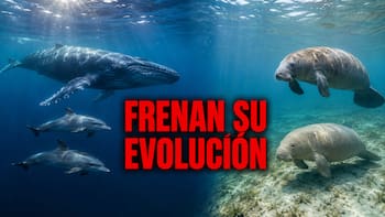 Confirmado | Dos especies de mamíferos frenaron su evolución para siempre y ya no podrán volver a tierra firme