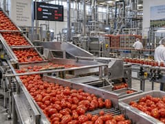 La fábrica de salsa de tomate que concentra toda su producción en solo 70 días al año: factura 777 millones de euros