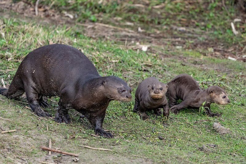 Las nutrias gigantes viven en grupos familiares y su reproducción en libertad confirma el éxito de los proyectos de conservación.