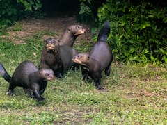 Este depredador latinoamericano se creía extinto desde hace 38 años y ahora reapareció en su hábitat natural