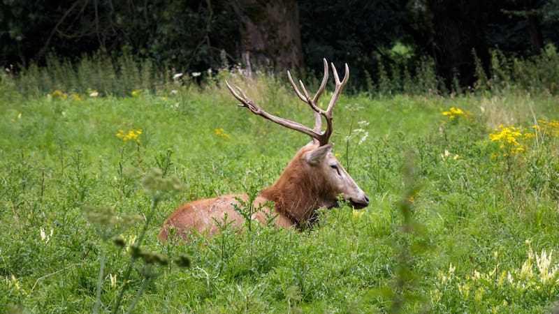 Redescubrimiento insólito | Un ciervo chino considerado extinto sobrevive gracias a reintroducción en Europa y Asia.