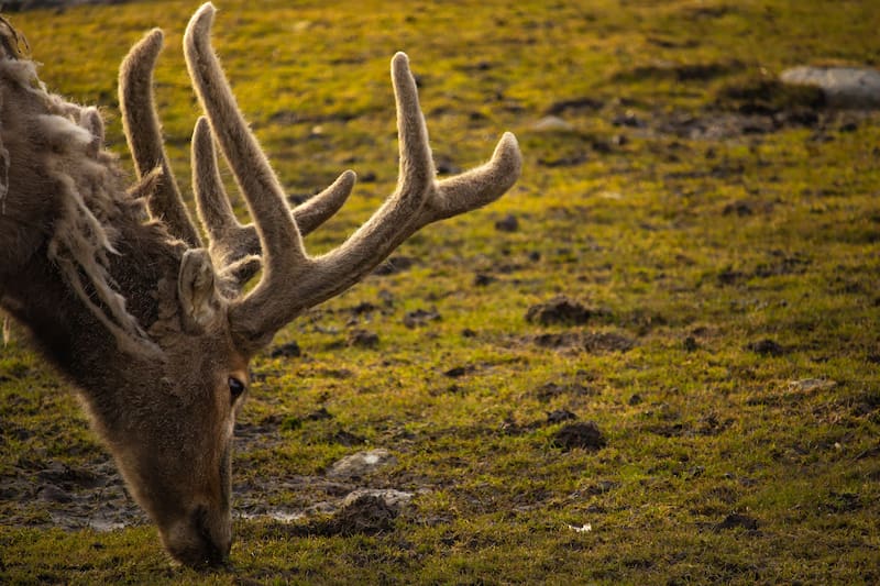 Redescubrimiento insólito | Un ciervo chino considerado extinto sobrevive gracias a reintroducción en Europa y Asia.