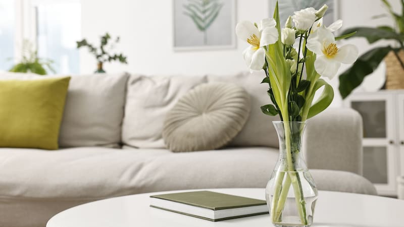 Las plantas representan crecimiento, vitalidad y renovación