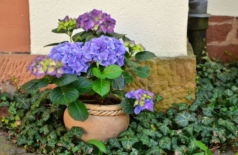 Atrae desgracias y mala suerte: la planta que no deberías tener en tu casa, según el Feng Shui (foto: archivo).