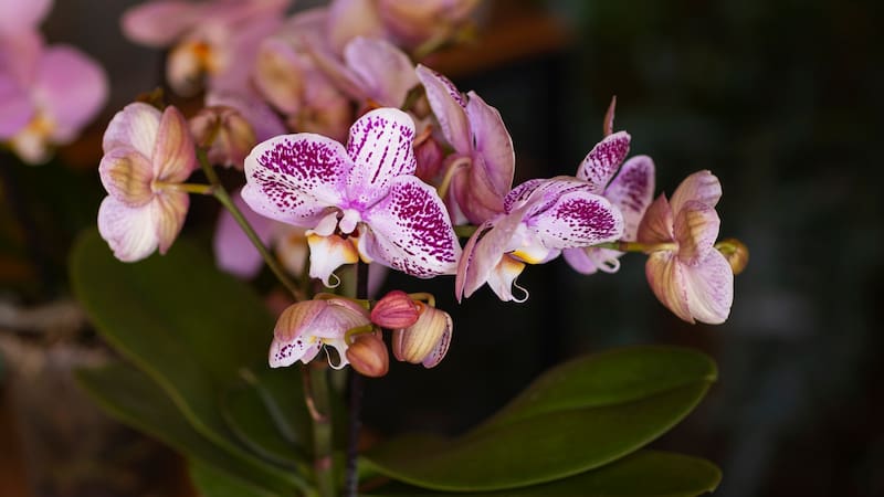 Llega la Feria de Orquídeas que todos esperan.