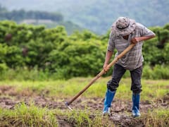 Confirmado | El Gobierno seguirá entregando insumos gratis a productores del país que se inscriban al programa Fertilizantes para el Bienestar