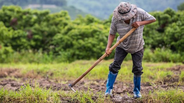 Confirmado | El Gobierno seguirá entregando insumos gratis a productores del país que se inscriban al programa Fertilizantes para el Bienestar