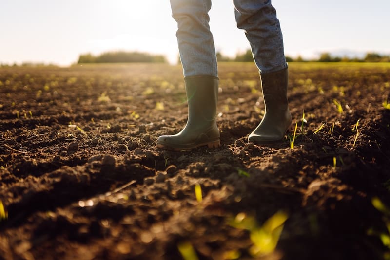Fertilizantes para el Bienestar mantiene en marcha la entrega gratuita de insumos para productoras y productores de pequeña escala en 25 entidades del país. (Fuente: Shutterstock)