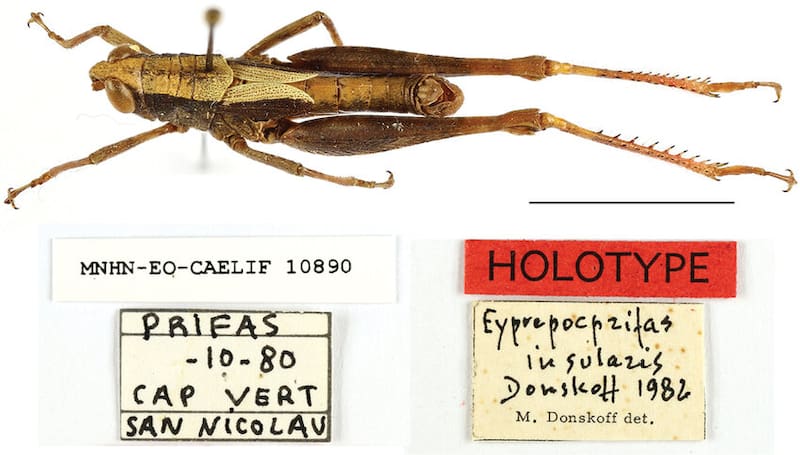 La especie figuraba como extinta en registros científicos desde los años 90 por la ausencia total de observaciones.