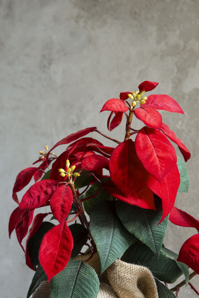 La Flor de Nochebuena se ha convertido en un símbolo indiscutible de la Navidad. Fuente: archivo
