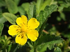 Se siembran de una vez y para siempre: las 12 flores que se reproducen solas y llenan macetas y jardines de color
