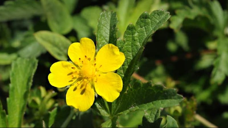 Estas especies de flores tienen bellos colores y están disponibles todo el año.