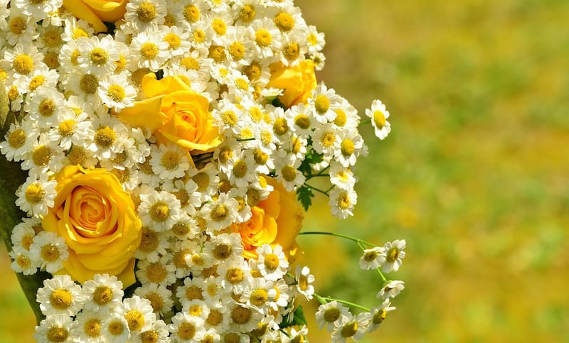 Qué significa que me den flores amarillas?