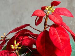 Pocos lo saben: así puedes conservar tu Flor de Nochebuena perfecta y brillante hasta después de Navidad