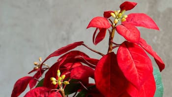 Pocos lo saben: así puedes conservar tu Flor de Nochebuena perfecta y brillante hasta después de Navidad