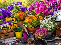 Las 4 flores ideales para sembrar en septiembre para perfumar el jardín en primavera