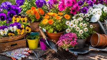 Las 4 flores ideales para sembrar en septiembre para perfumar el jardín en primavera