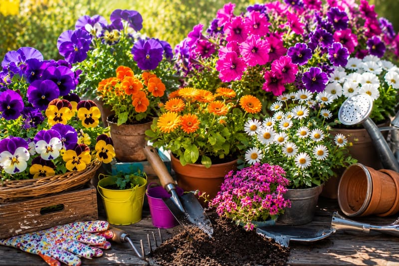 ¿Cuáles son las mejores plantas para sembrar en invierno y que den flores en primavera? (Imagen ilustrativa creada con IA)