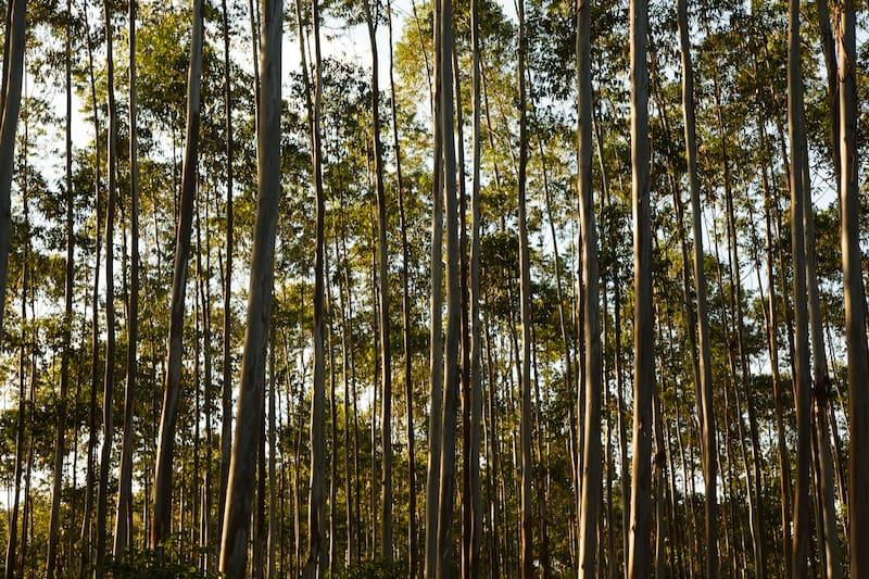 Fotógrafo: Sergio Zacchi