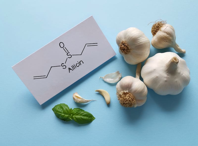 La alicina en el ajo, la enzima encargada de darle es sabor y olor fuertes es la que ofrece beneficios para la salud.