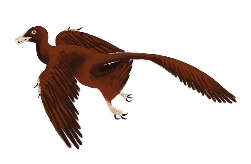 Reconstrucción en vida de la especie Norellraptor barsboldi.