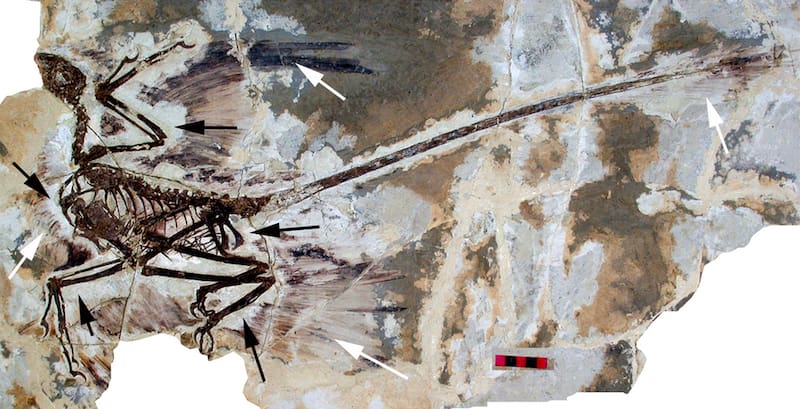 Fósil de Microraptor gui, dinosaurio perteneciente al grupo de los microrraptorinos, al que también pertenece Norellraptor barsboldi.