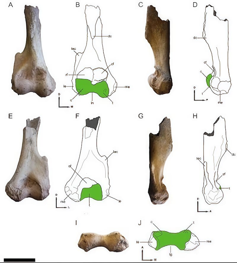 Hallazgo en Miramar: encontraron fósiles de un depredador “dientes de sable” que vivió hace más de 2 millones de años en la costa bonaerense ( Alcheringa: An Australasian Journal of Palaeontology).