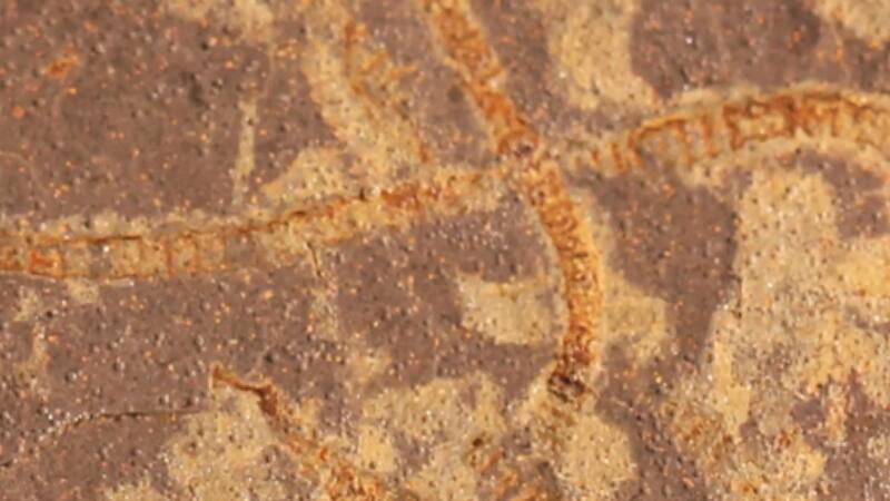 Fósiles de algas sumamente antiguas utilizadas para el trabajo. Fuente: Katie Maloney.