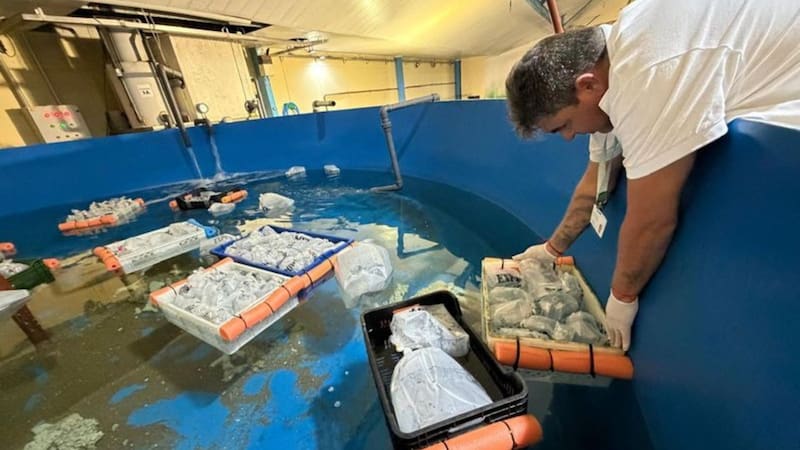Trabajo del equipo técnico de Fundación Temaikèn durante el rescate de más de 700 animales marinos decomisados en Ezeiza.