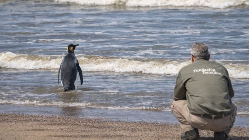 Sergio Guerra, acompañó la reinserción de un pingüino rey rehabilitado por Fundación Temaikèn.