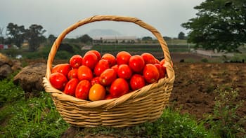 Con sazón amargo: La inflación acelera a 3.42% empujada por el jitomate y la cebolla