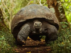 Fracasaron en recuperar los árboles nativos y llevaron tortugas gigantes a la isla: diez años después renacieron bosques que daban por perdidos