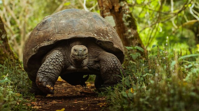 Fracasaron en recuperar los árboles nativos y llevaron tortugas gigantes a la isla: diez años después renacieron bosques que daban por perdidos