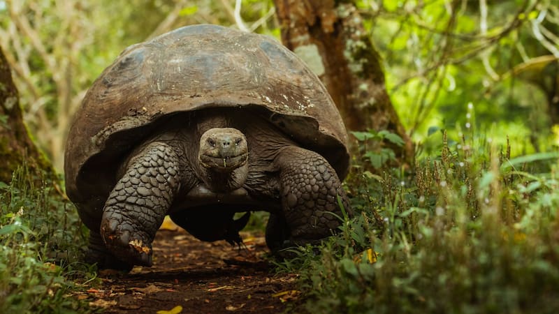Fracasaron en recuperar los árboles nativos y llevaron tortugas gigantes a la isla: diez años después renacieron bosques que daban por perdidos