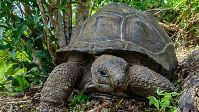 Fracasaron en recuperar los árboles nativos y llevaron tortugas gigantes a la isla: diez años después renacieron bosques que daban por perdidos