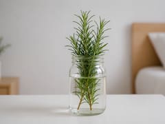 Colocar un frasco con romero y agua en el dormitorio: por qué lo recomiendan y para qué sirve