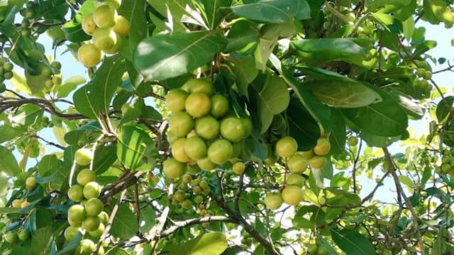 Fruta de oro | El alimento lleno de colágeno que elimina las arrugas y brinda tanta proteína como la carne