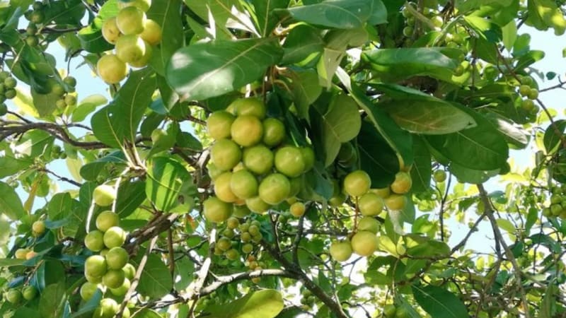 Fruta de oro | El alimento lleno de colágeno que elimina las arrugas y brinda tanta proteína como la carne.