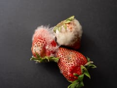 Alimentos con moho: por qué no sirve cortar la parte en mal estado y qué tan peligroso es consumirlos