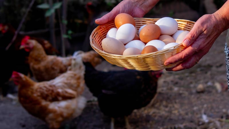 Productores argentinos duplicaron la postura de huevos con este innovador invento.
