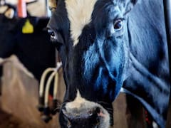 Gran noticia para el campo | Se reanuda la exportación de ganado a Estados Unidos desde Chihuahua