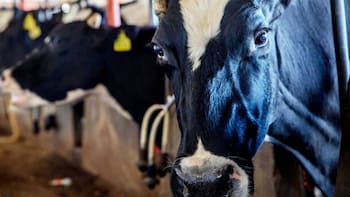 Gran noticia para el campo | Se reanuda la exportación de ganado a Estados Unidos desde Chihuahua