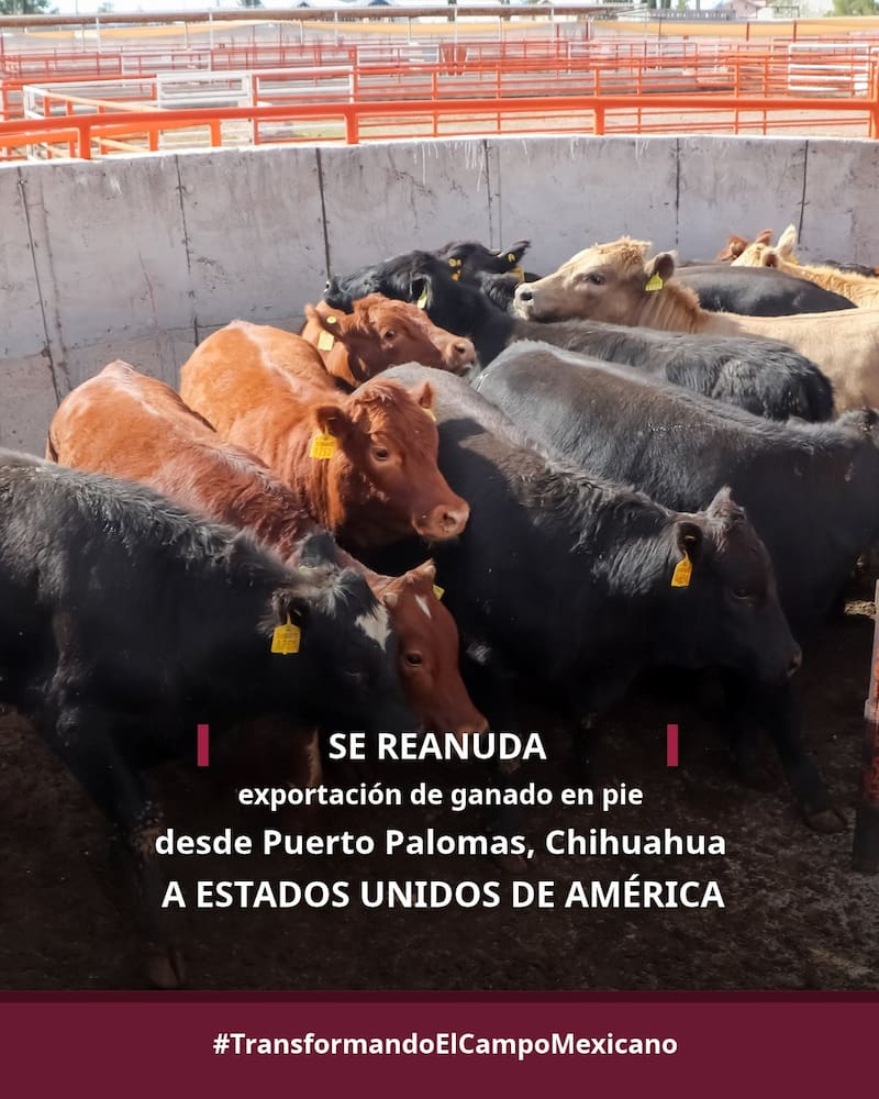 La exportación de ganado de México a Estados Unidos desde Chihuahua inició con un primer envío de 750 cabezas de ganado.