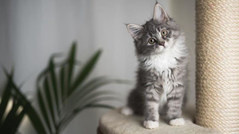 Conclusión del enigma: la ciencia descubrió por qué los gatos adoran tanto las cajas.
