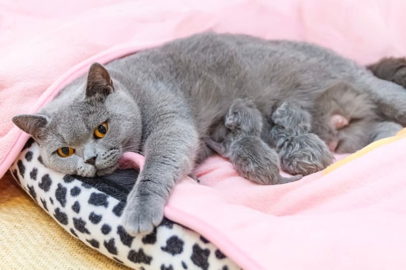 Gatitos grises y su mamita