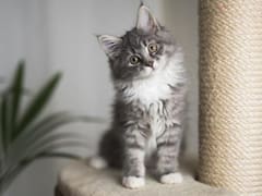 Cómo calcular la edad de tu gato en años humanos y por qué la regla del 7:1 no es fiable