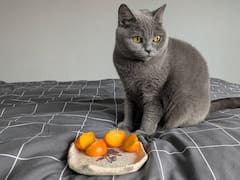 ¿Pueden los gatos comer mango y melón? | Expertos en salud felina explican cómo premiar a tu mascota